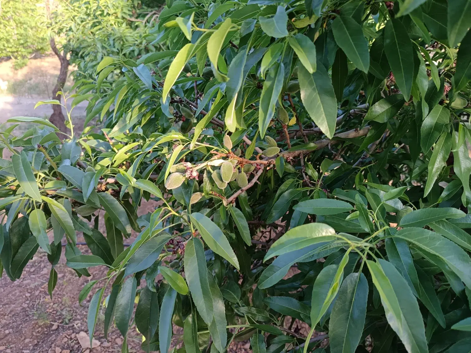 فروش باغ مارکده