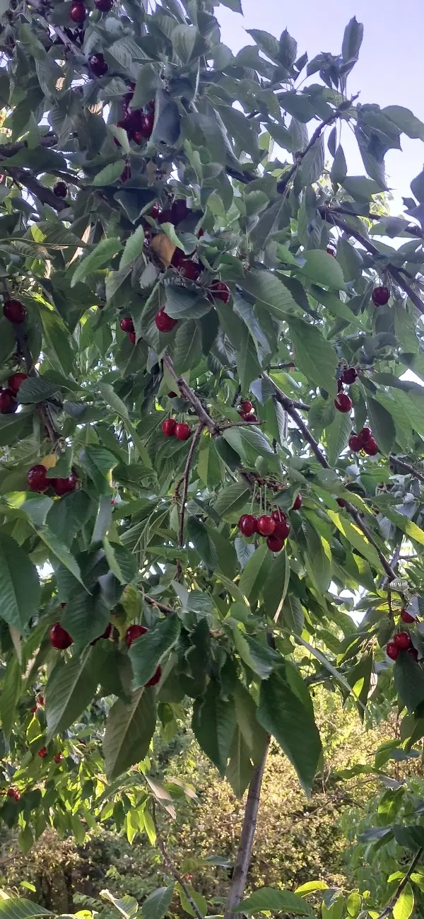 باغ حیدره