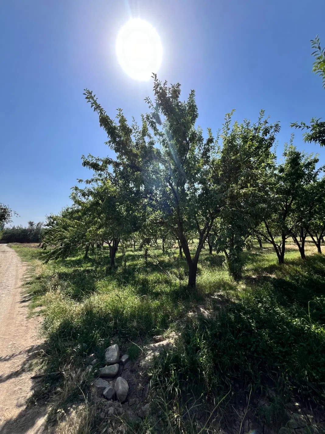 باغ میوه