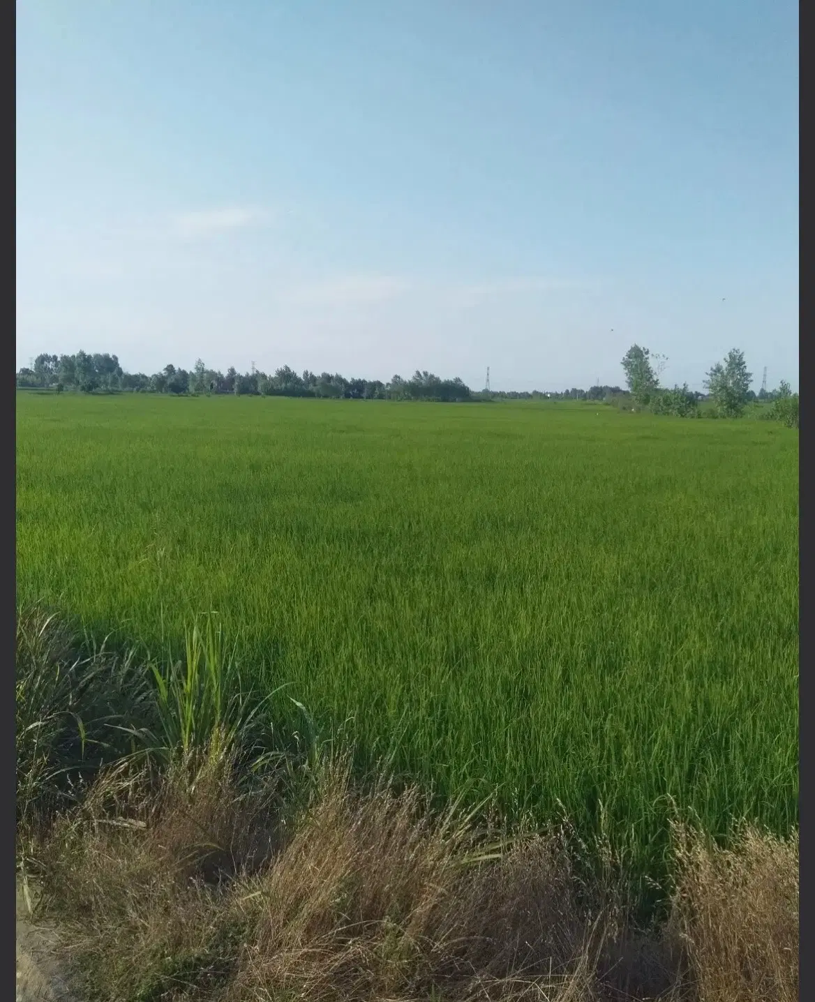 فروش زمین زراعتی