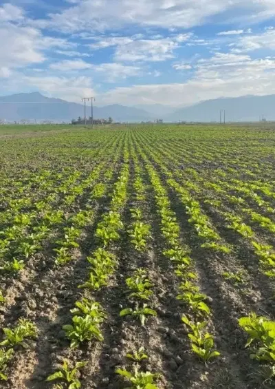 اجاره زمین کشاورزی