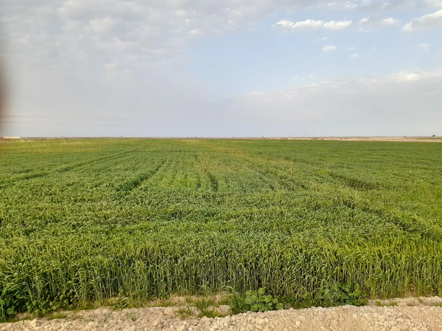زمین کشاورزی