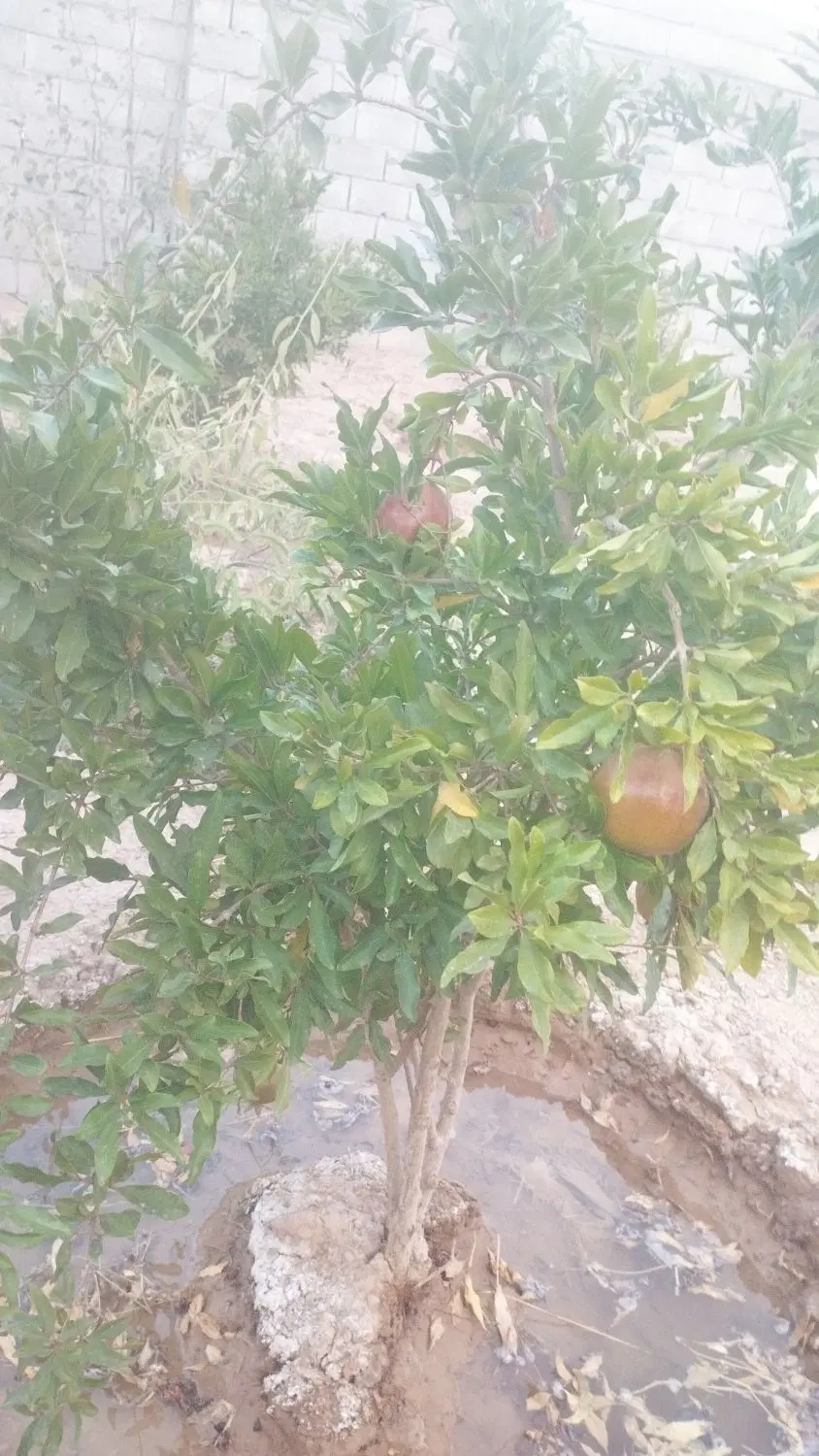 باغ