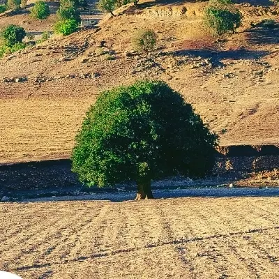 زمین دوبر تلوری
