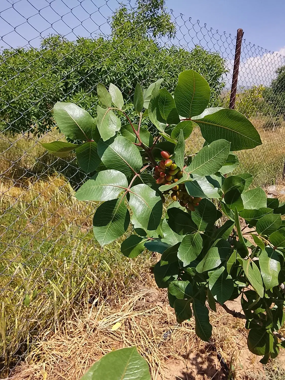 باغ پسته در نواحی شفیع اباد