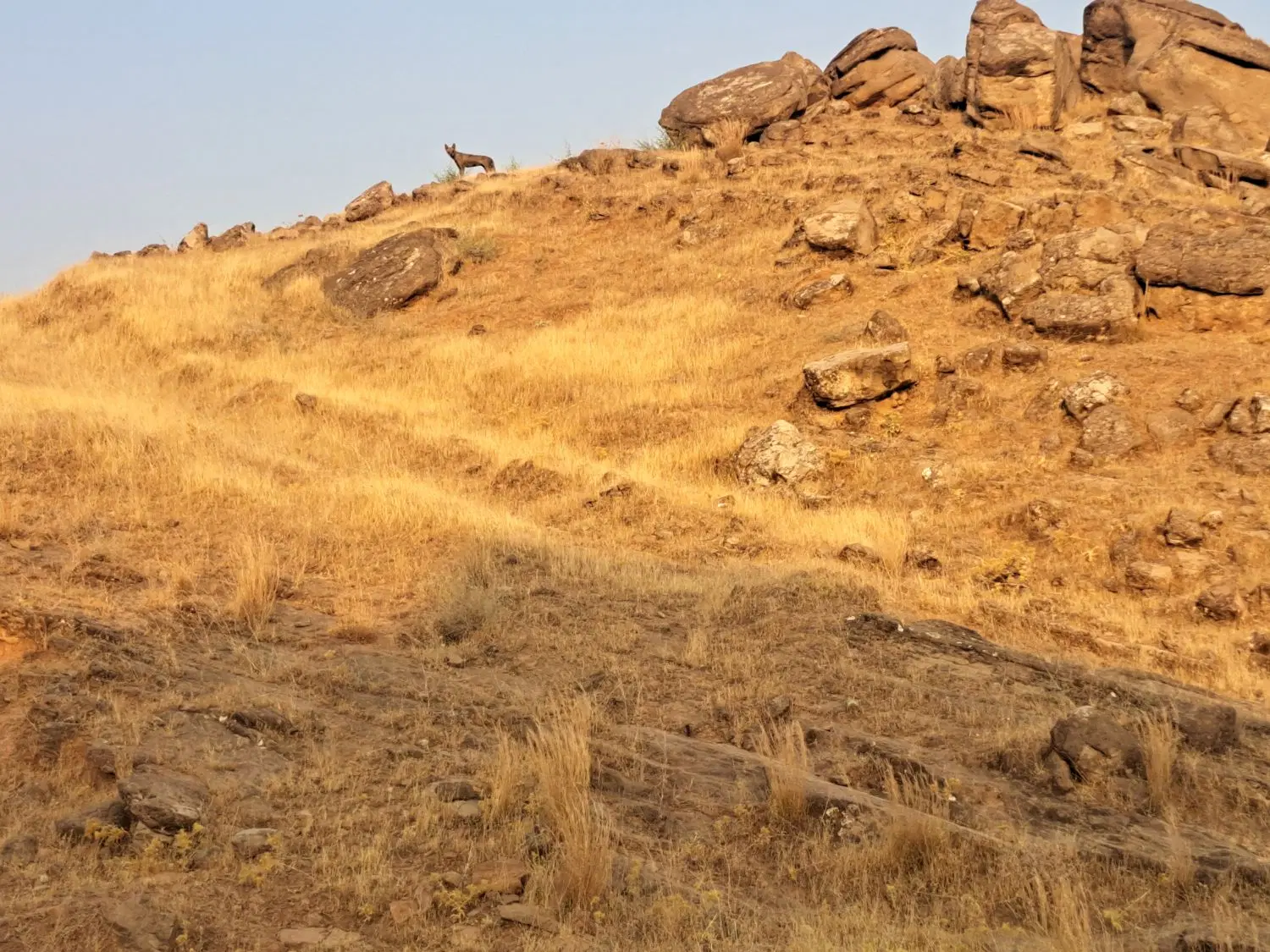 زمین دیم