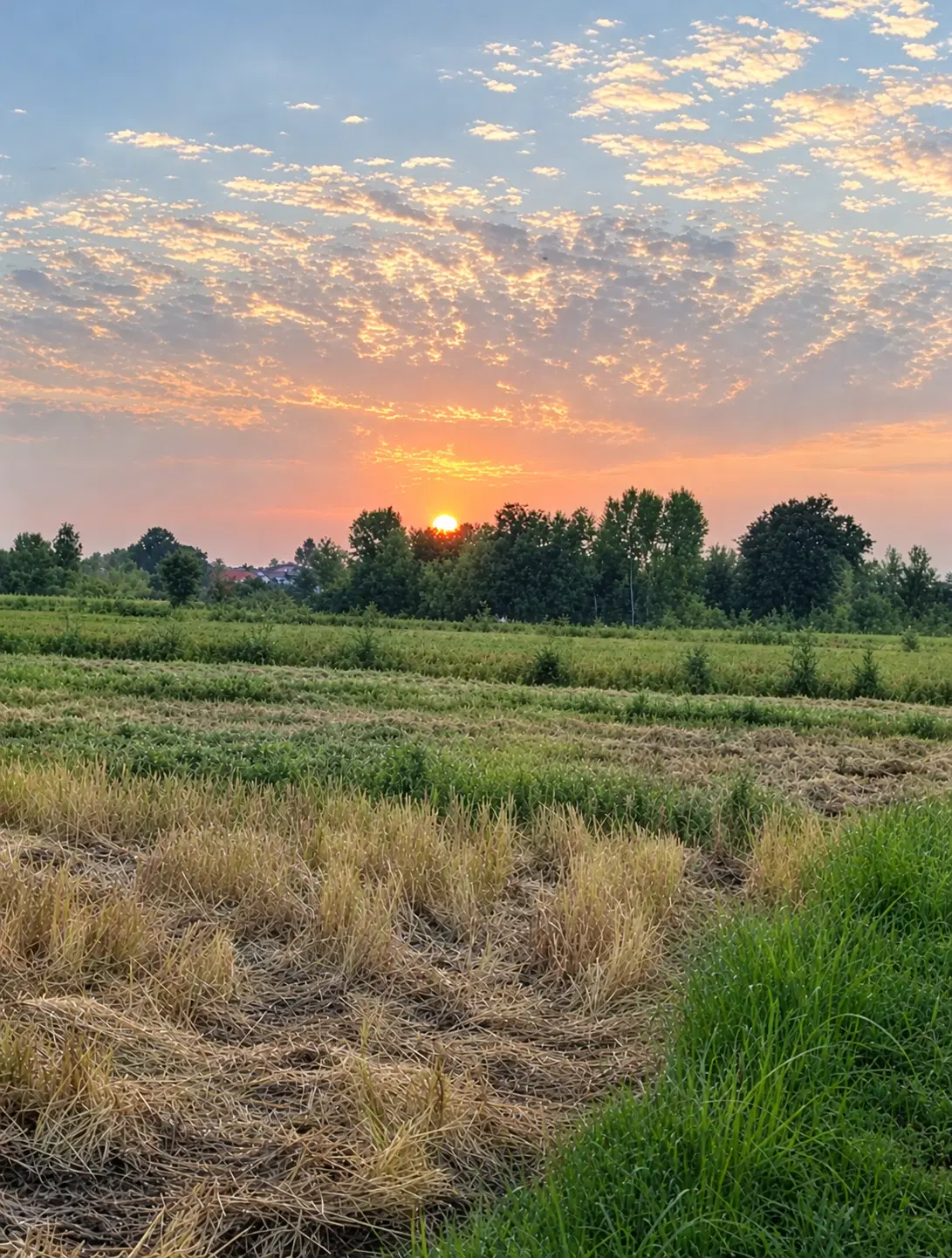 زمین زراعی کشاورزی