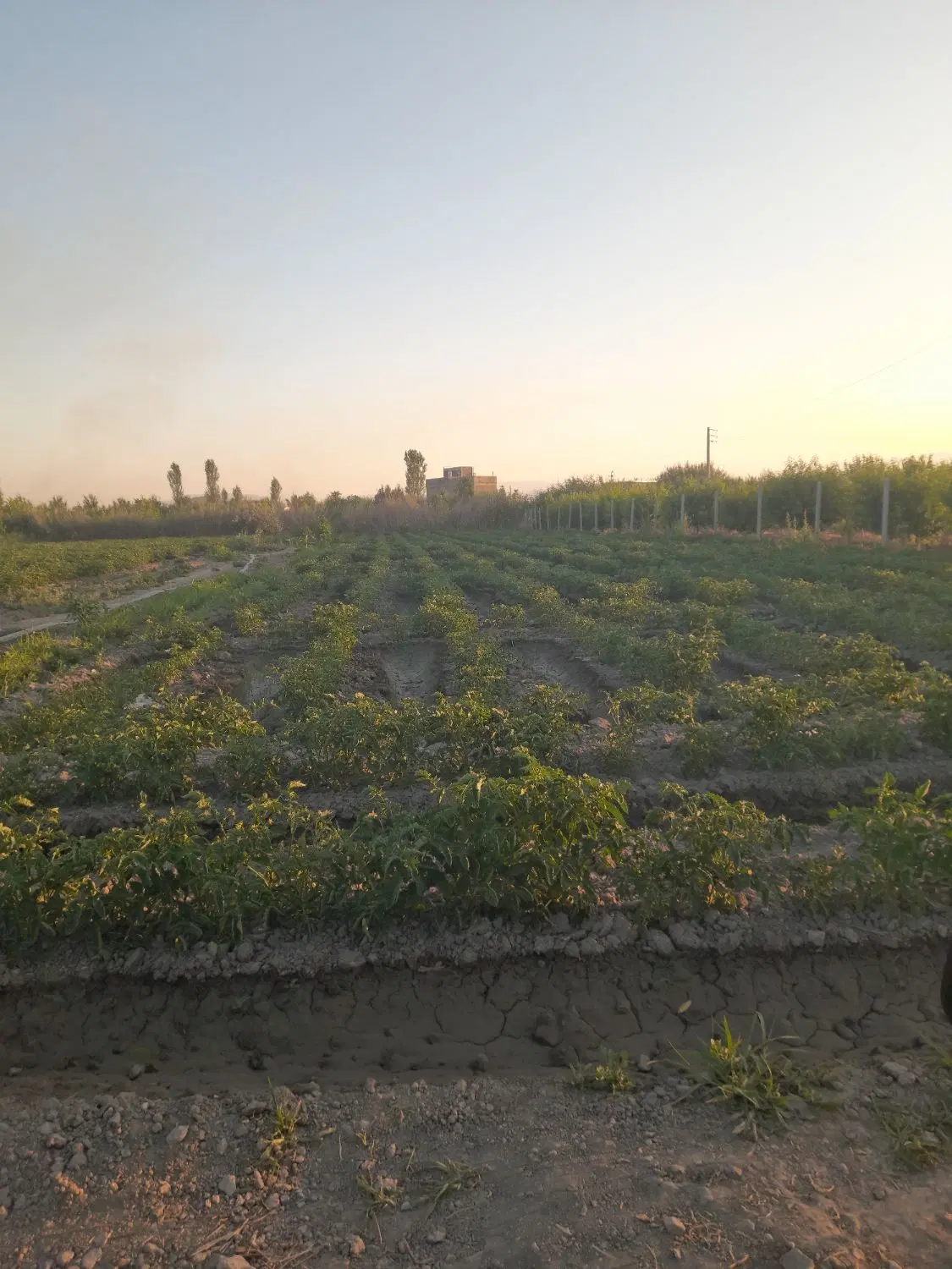 زمین کشاورزی برای ساخت ویلا باغ