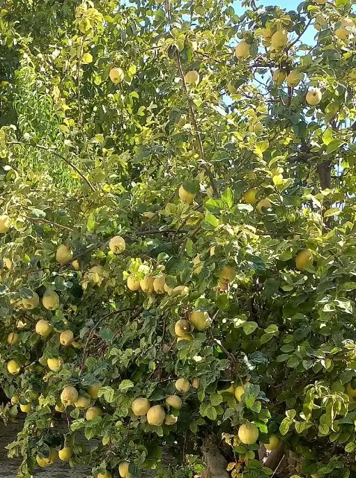 فروش ویلایی مسکونی دشت ارژن