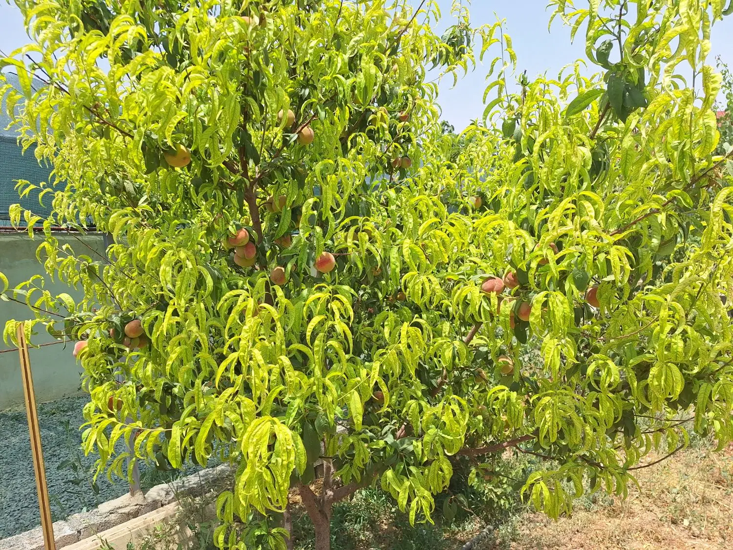 باغ۸۰۰متری جاده میقان