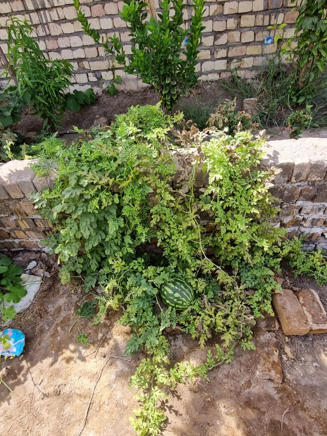 باغچه در جنت اباد