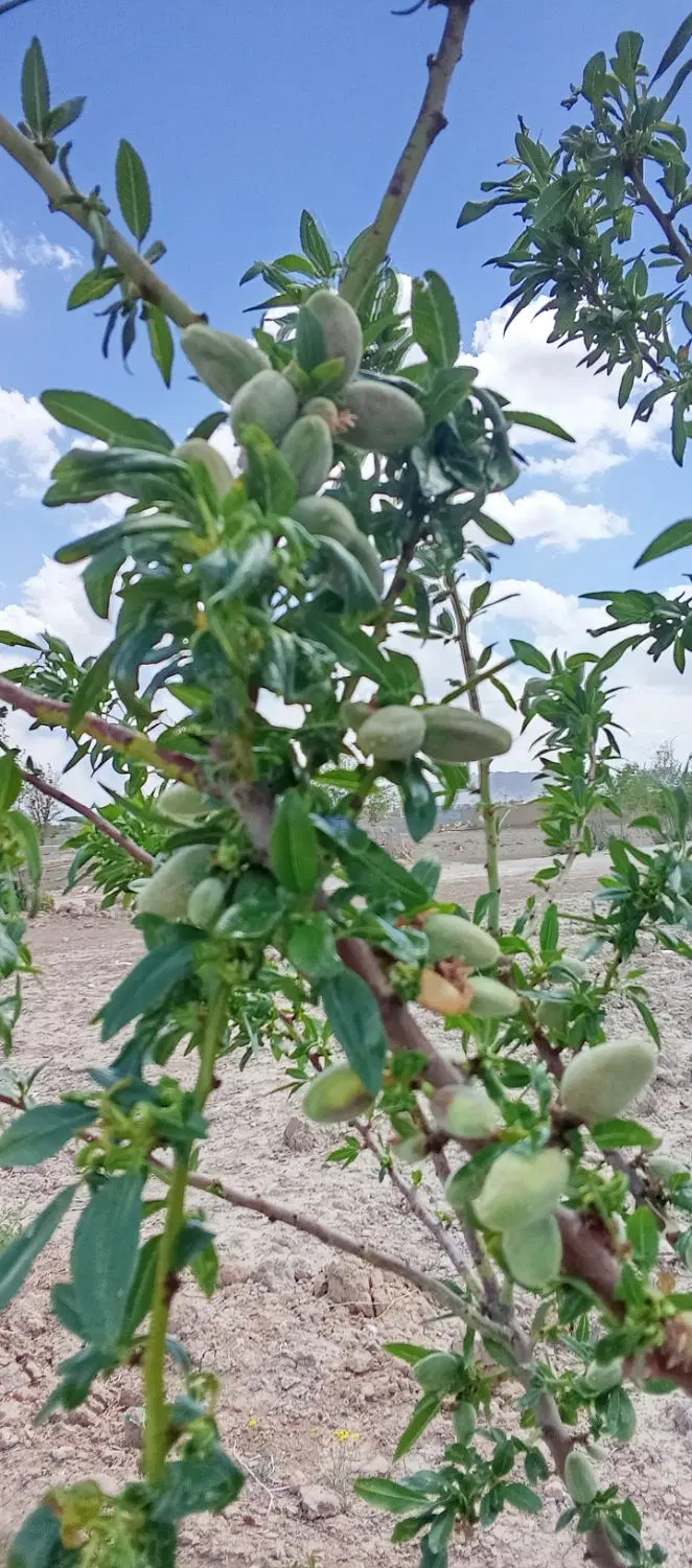 زمین باغ ۳۰۰ متردرچه ولاشان خ حافظ معاوضه با مغازه