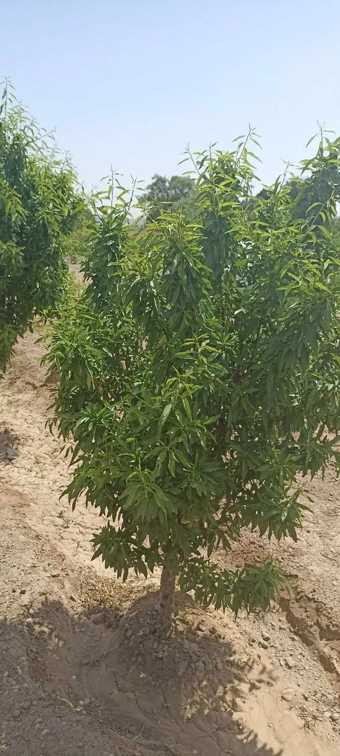 باغ نقی خوش جا