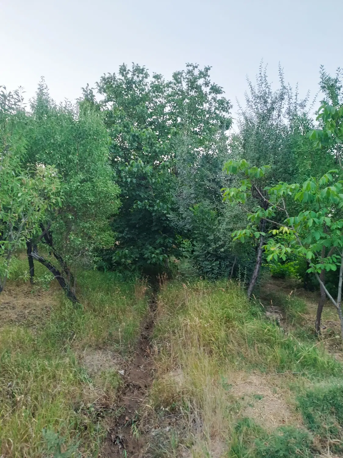 باغ بادوم دوهزار متر در غرق آباد