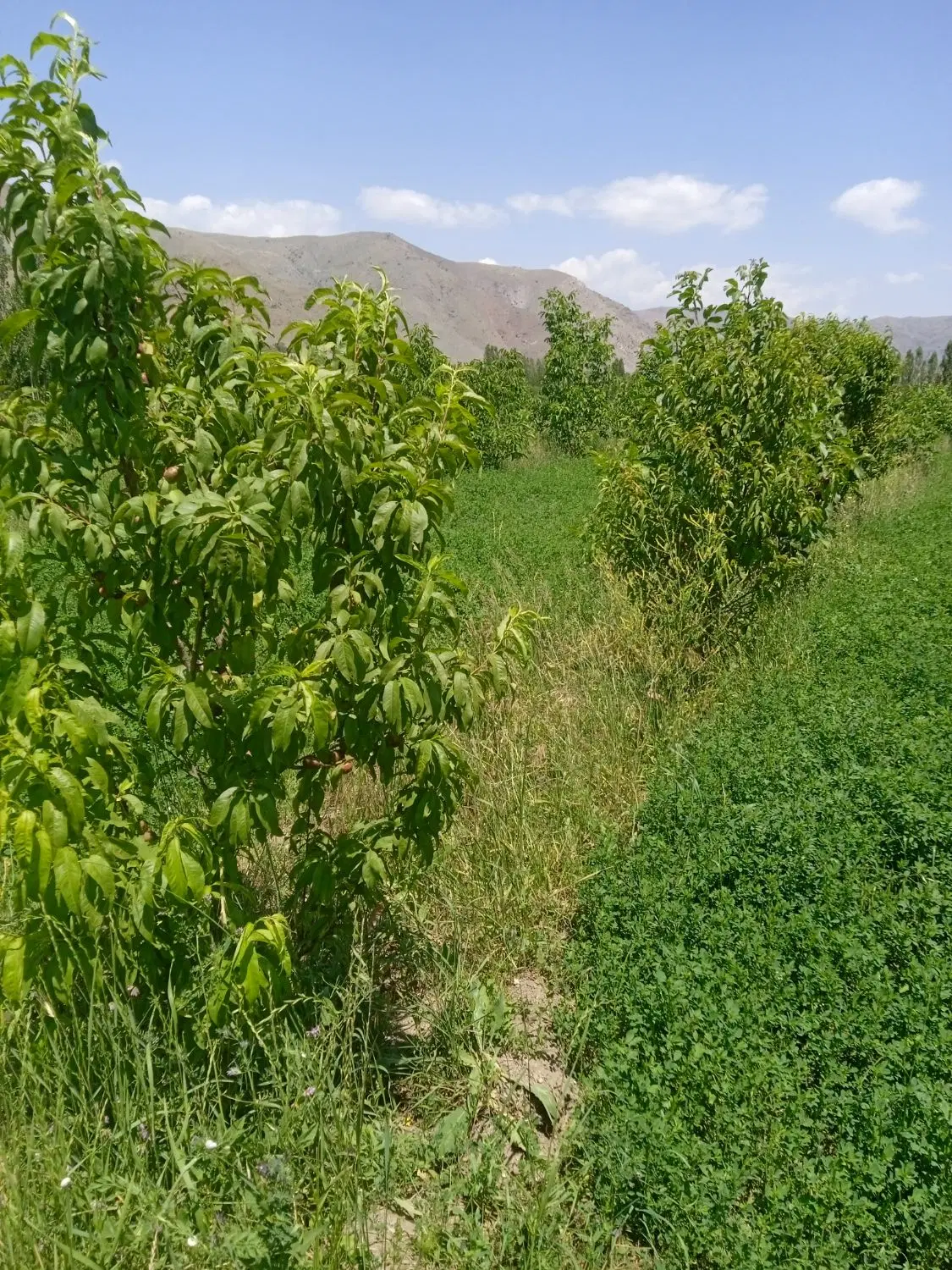 دو عدد باغ گردو  با آب.. روستای بابکان
