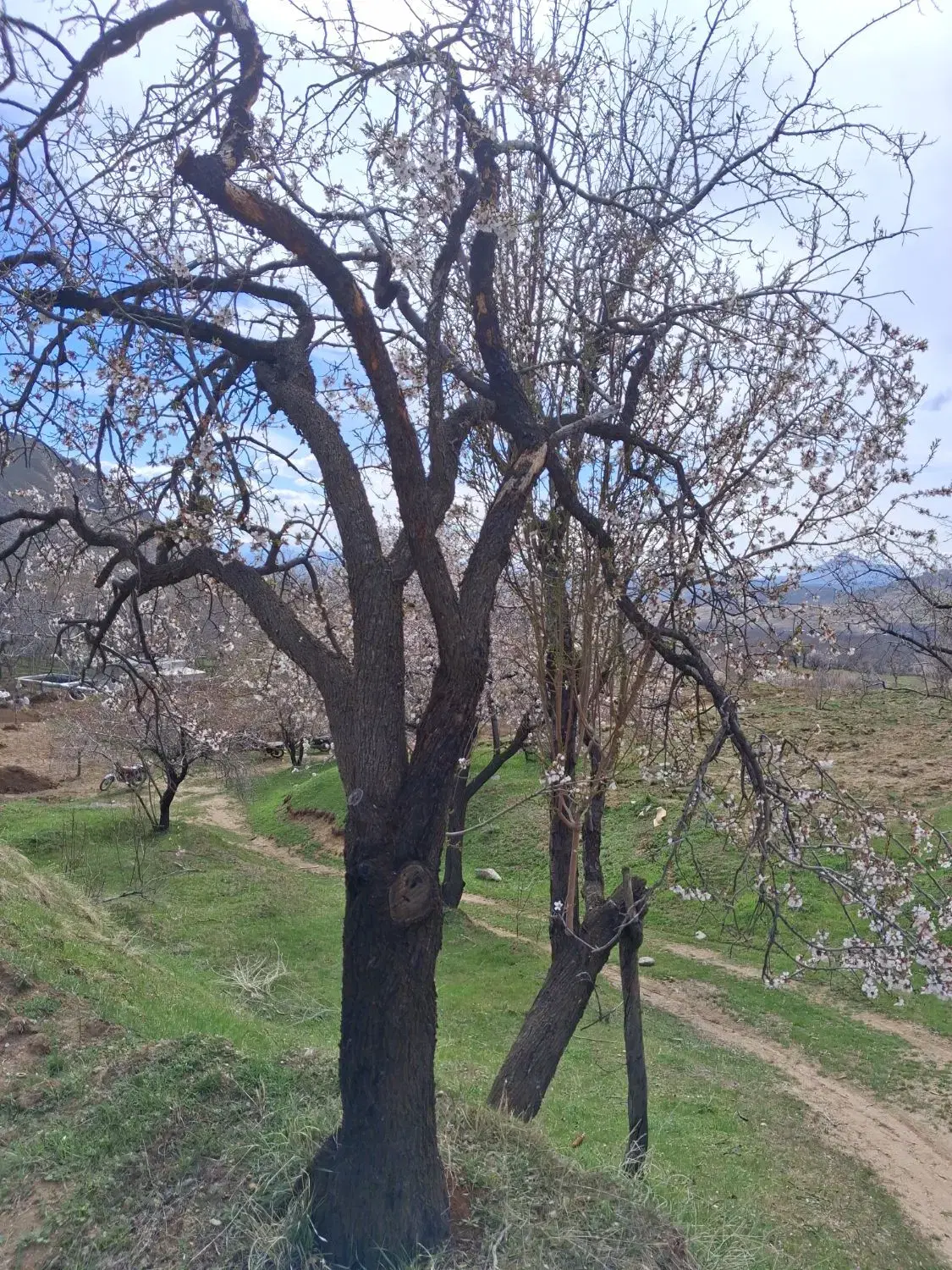 باغ و زمین سرکان
