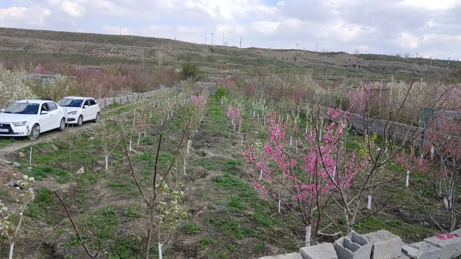 فروش باغ میوه
