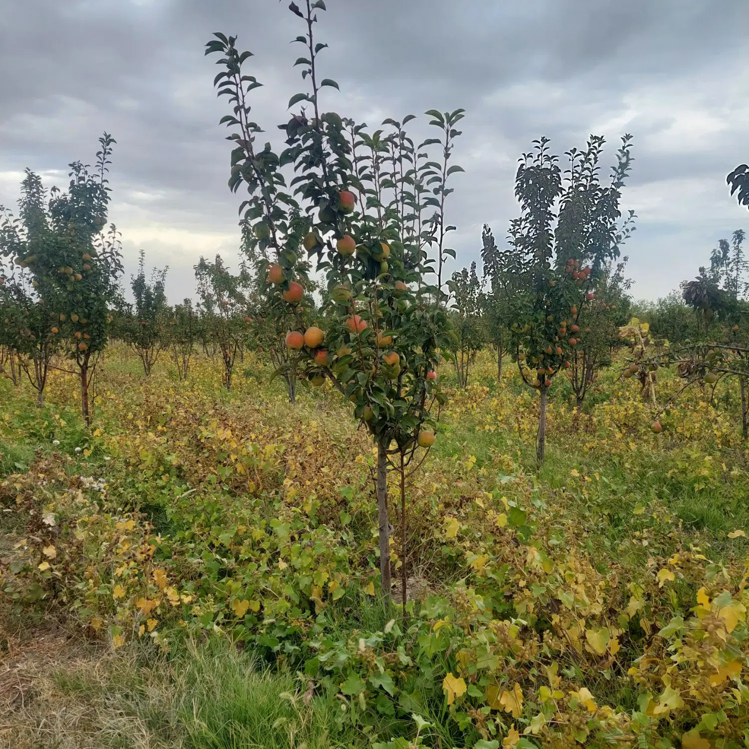 زمین فروشی درودیوار