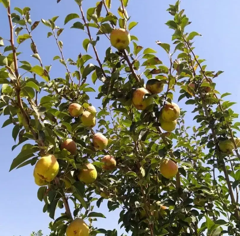 باغ  7 ساله