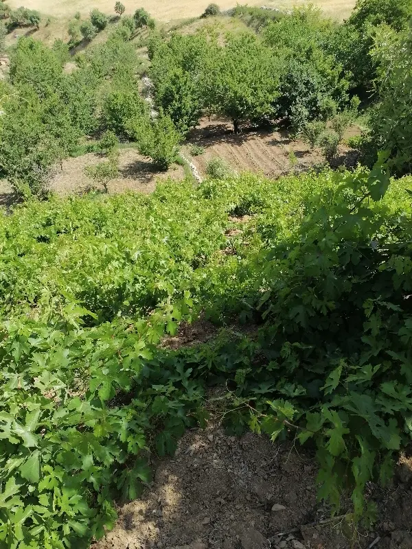باغ انگور دیم گیلاس در تخت زنگی