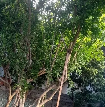 ۳۰۰ متر خانه ویلایی