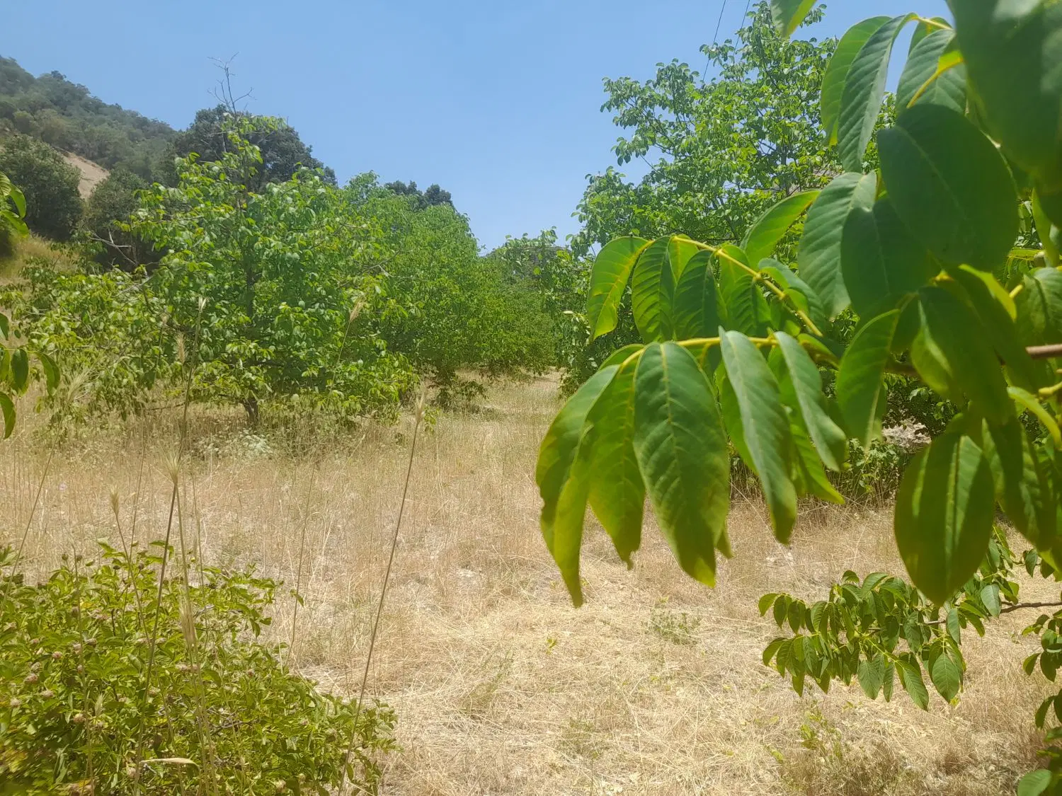 زمین پریکدان