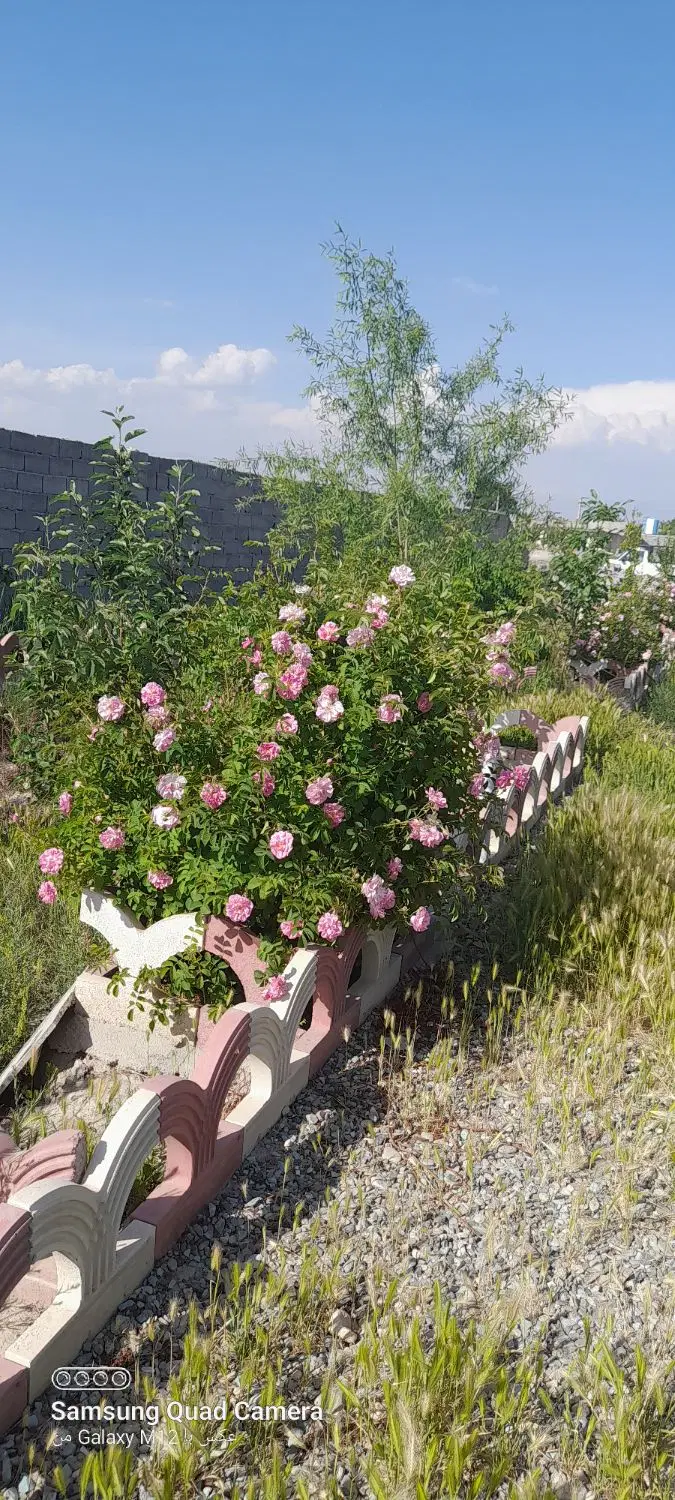 باغ ۱۰۰۰ متری دو کله