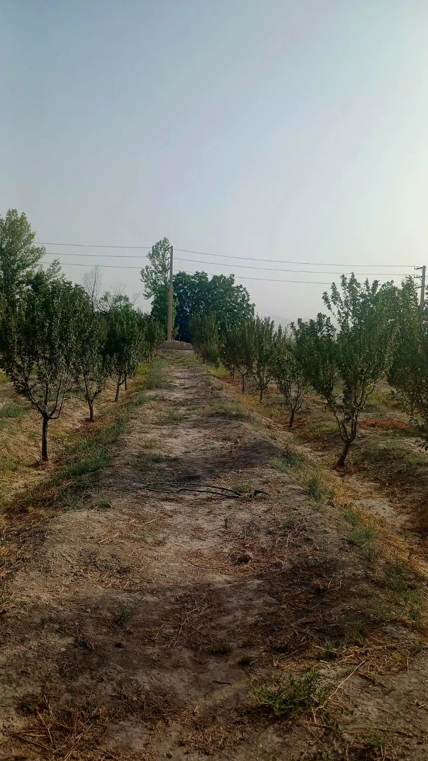 باغ دو هکتاری درختی ،برق، آب و گاز ،سند تک‌برگ