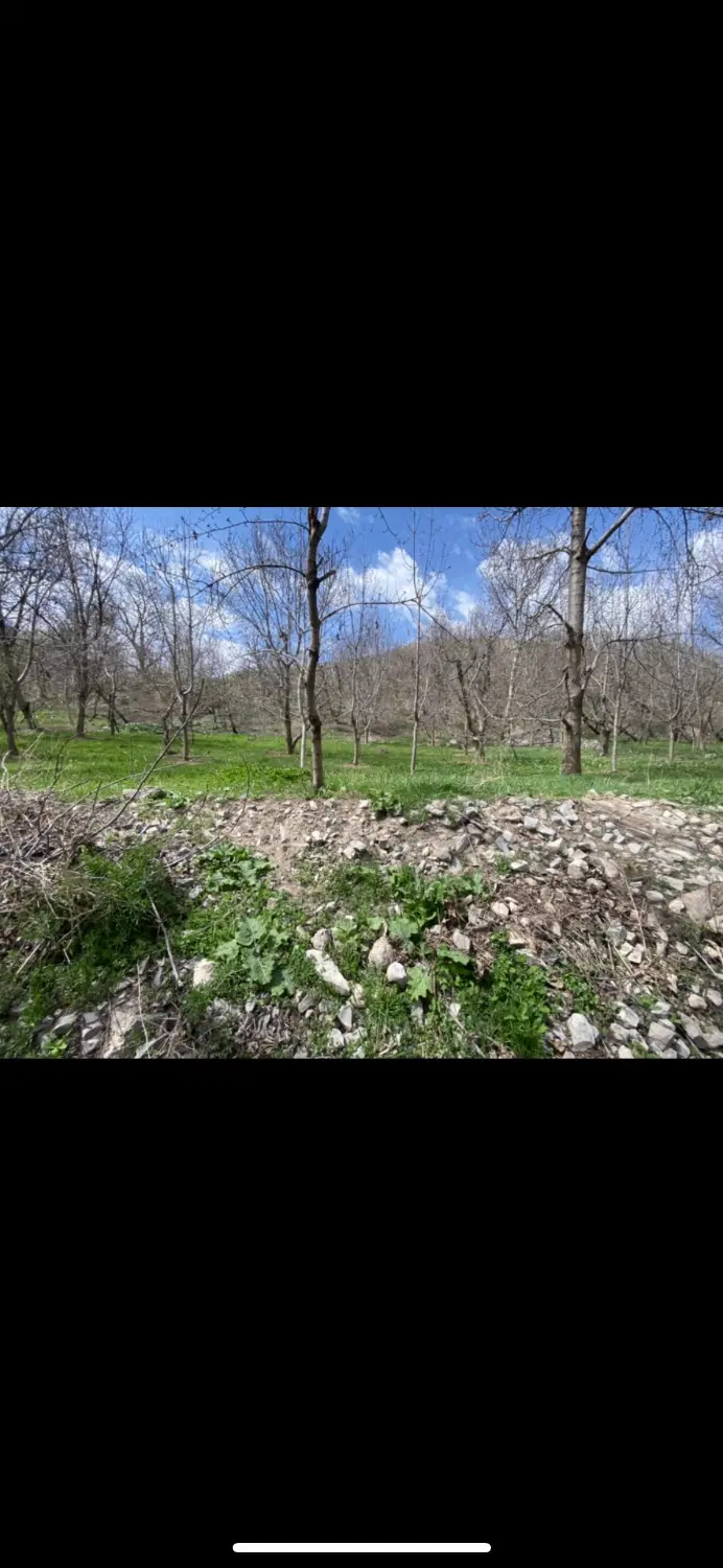 باغ میوه بفروش می‌رسد