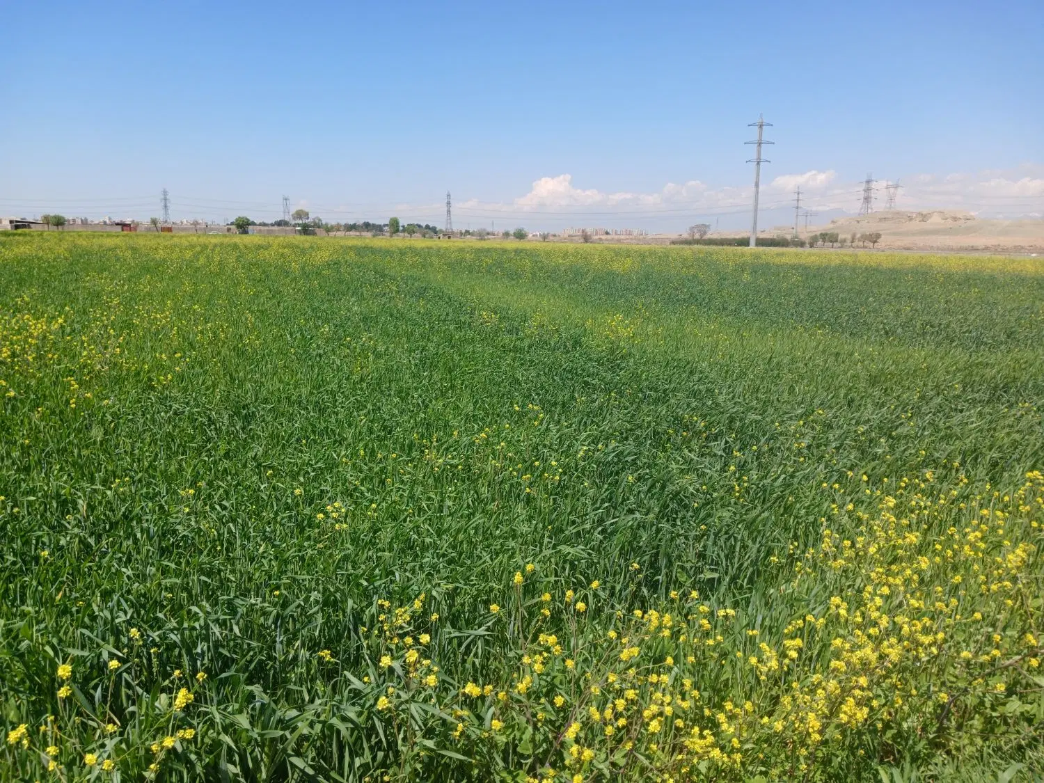 زمین واوان  ۱۰۰۰ متری ذخیره بافت