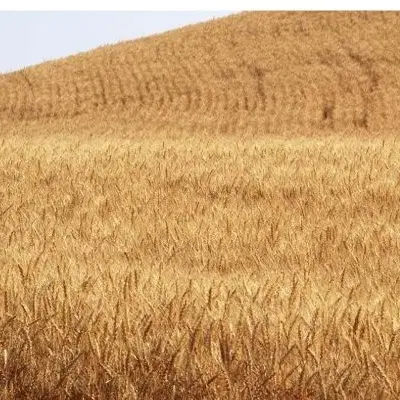۱۰هکتار زمین کشاورزی دیم