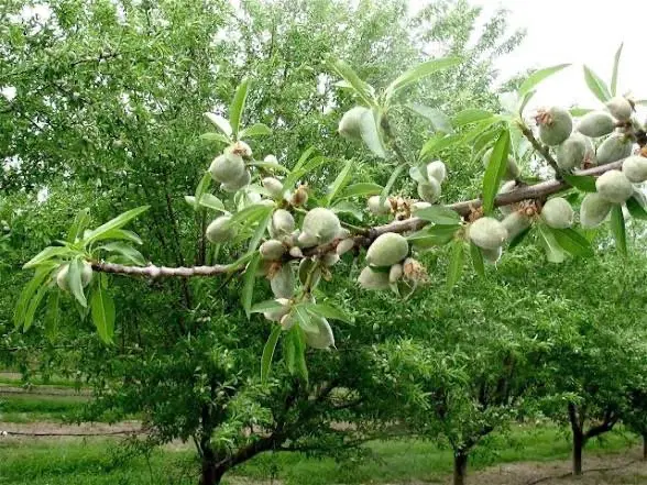 باغ میوه