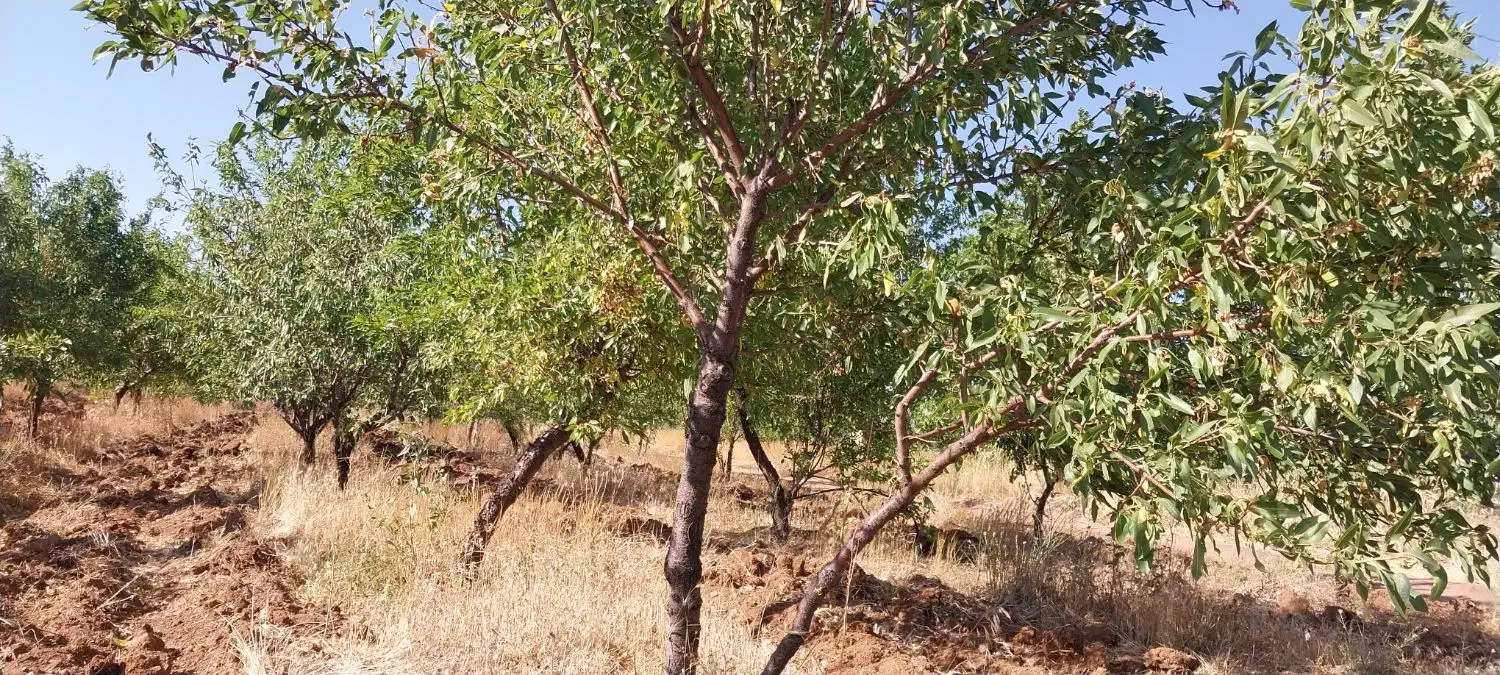 فروش باغ   ا ق س ا ط   مناسب خوش شانس ها