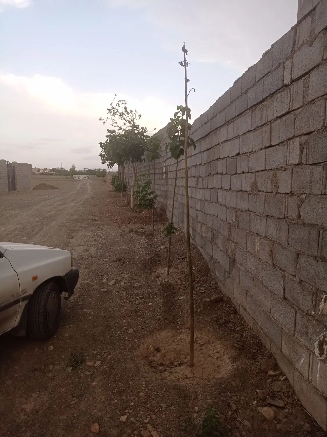 زمین باغی