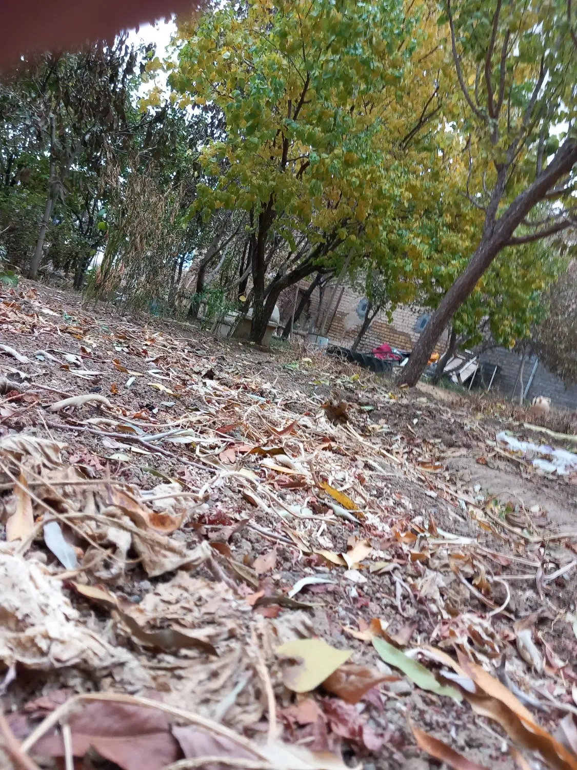 زمین کشاورزی