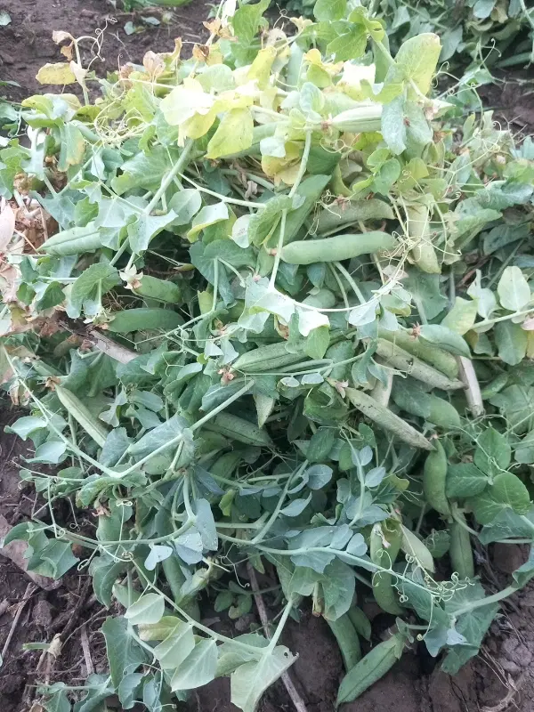 زمین مناسب باغ و کشاورزی یا سوله