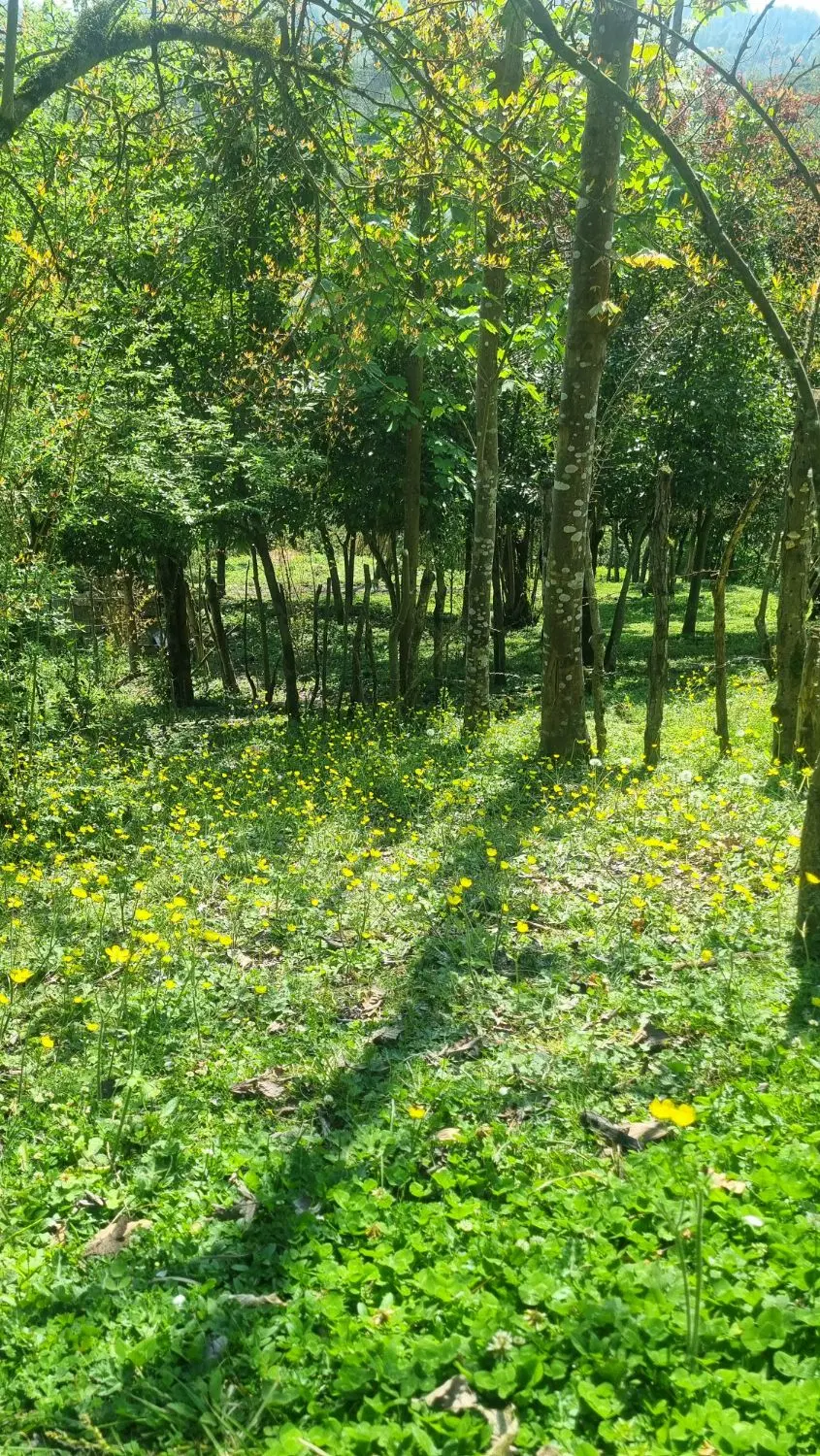 زمین مسکونی منطقه بکر جنگلی