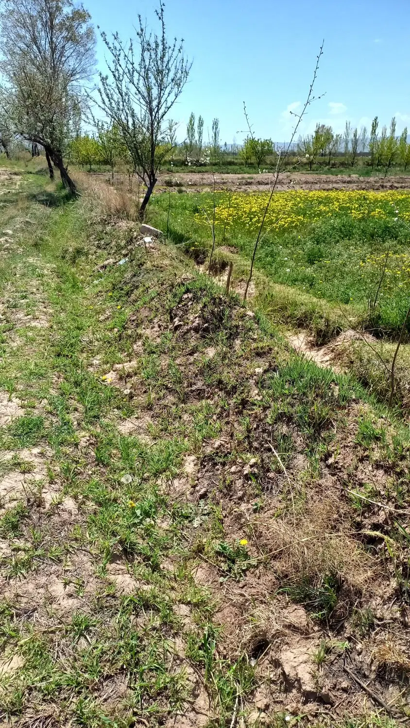 زمین کشاورزی