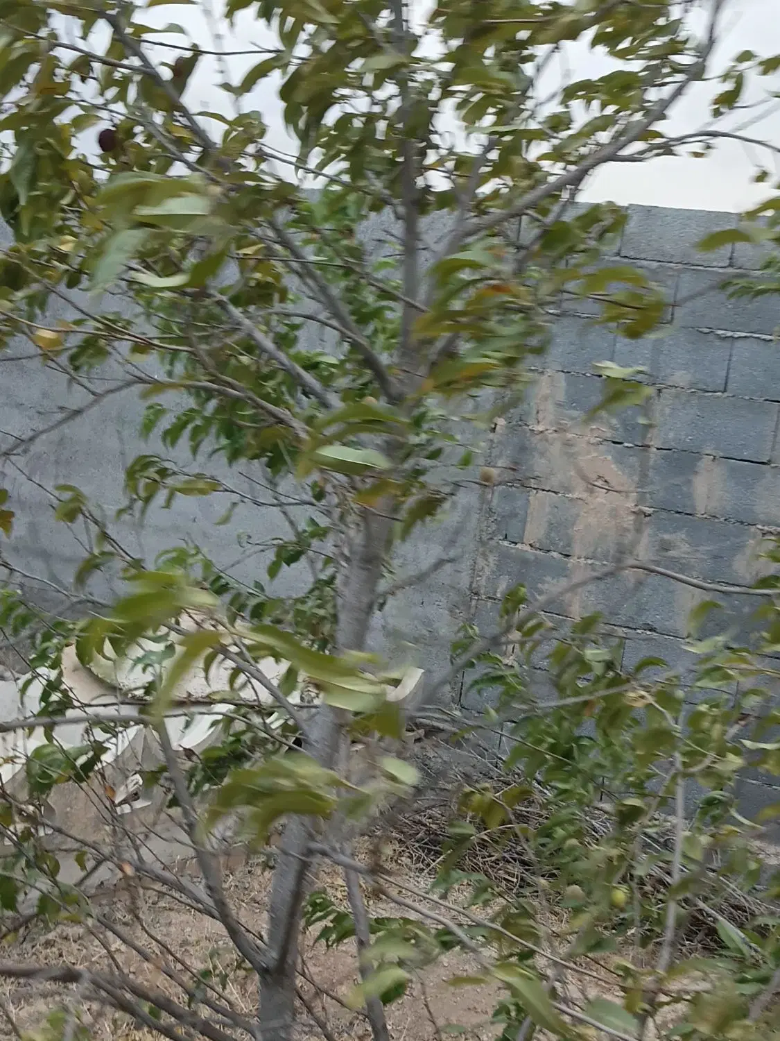 باغ ۵۰۰ متری