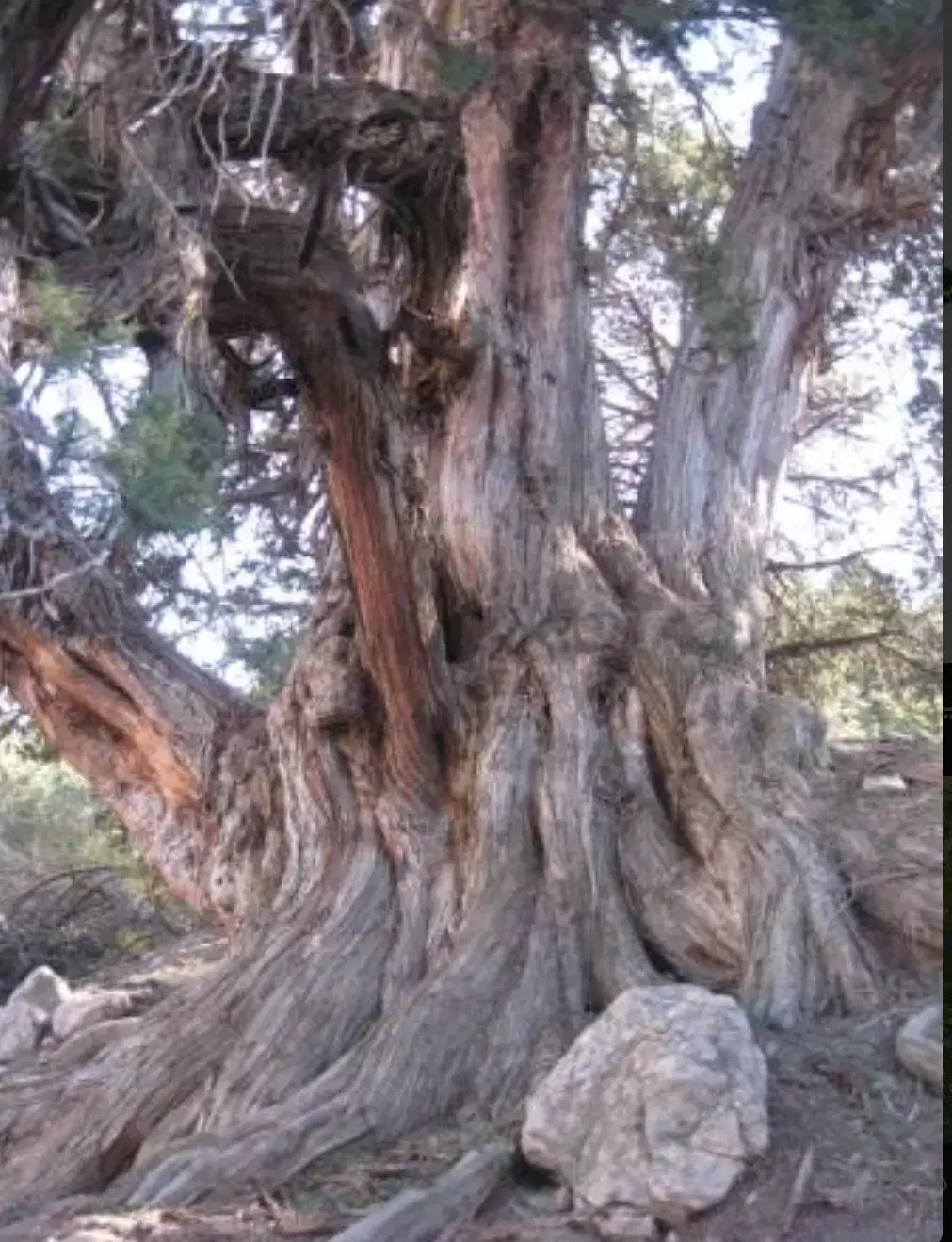 زمین صنوف مزاحم تجاری