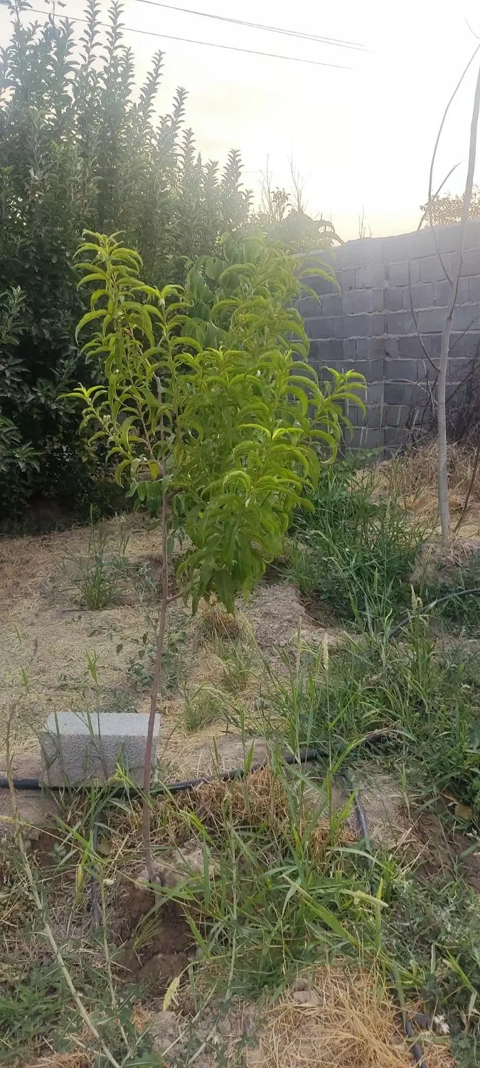 باغ شهری روستایی دهبید مرودشت دیوار دو متر نیم