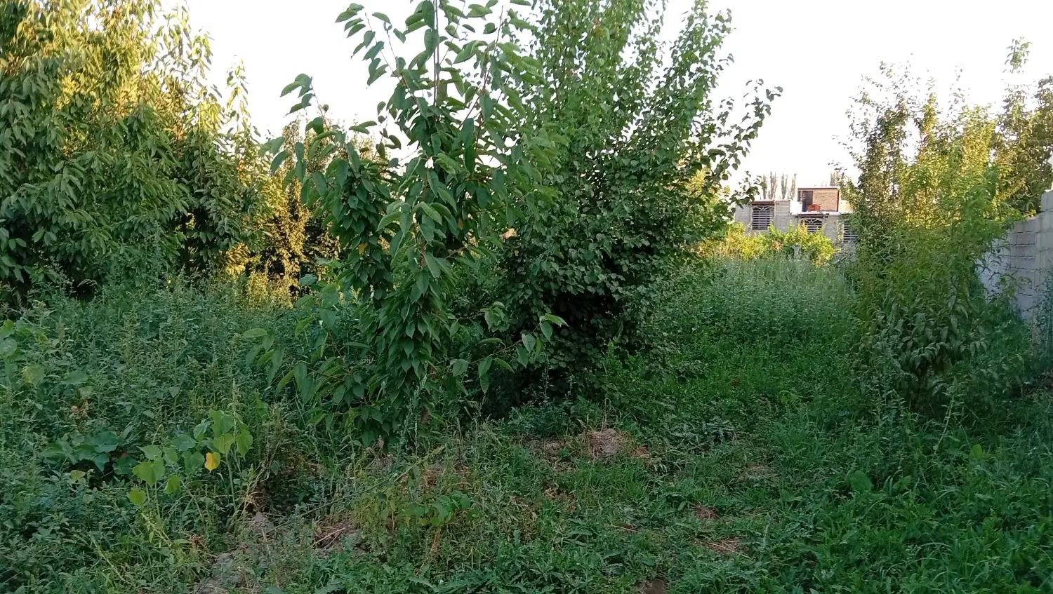 باغچه