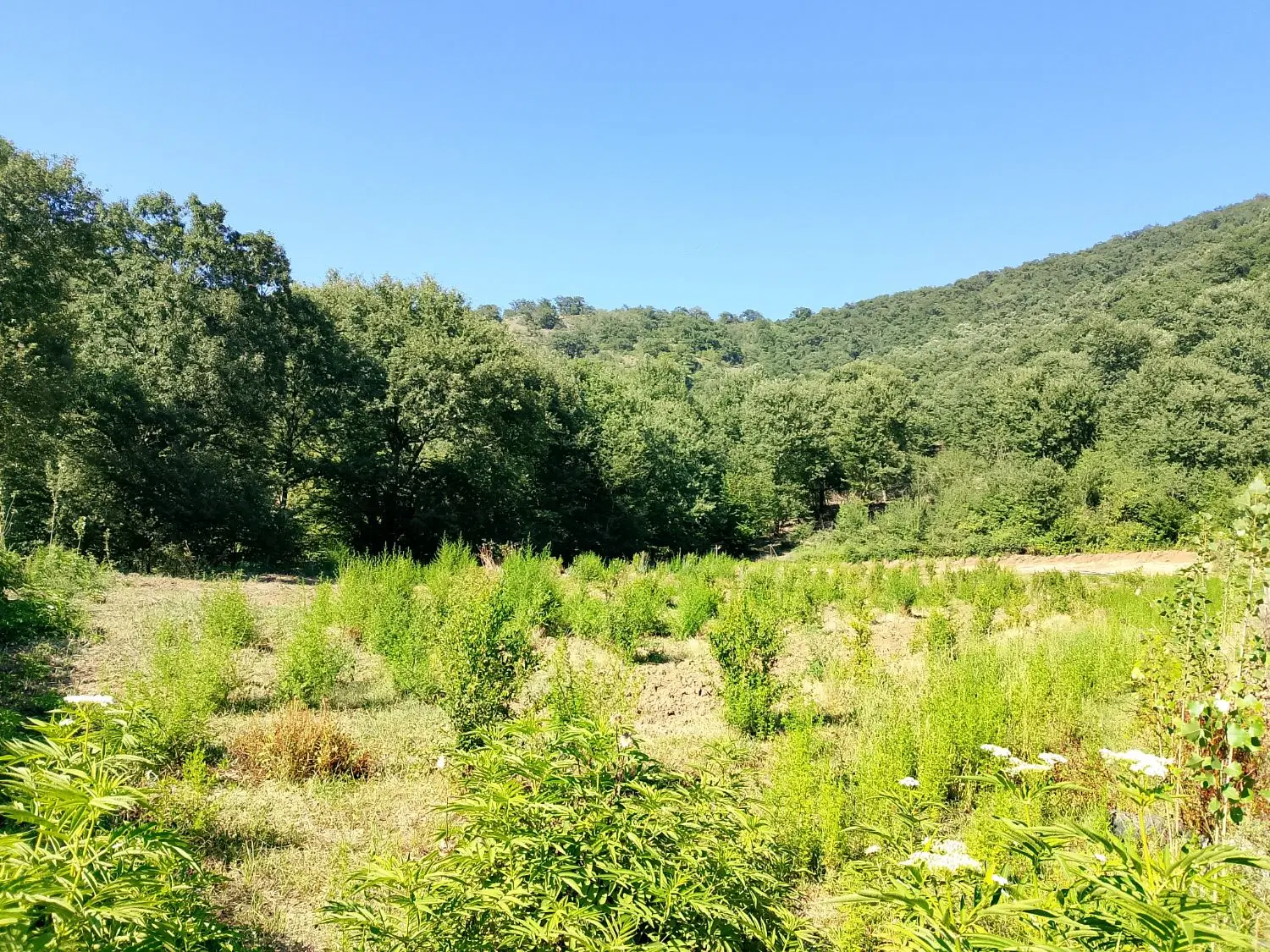 زمین باغ