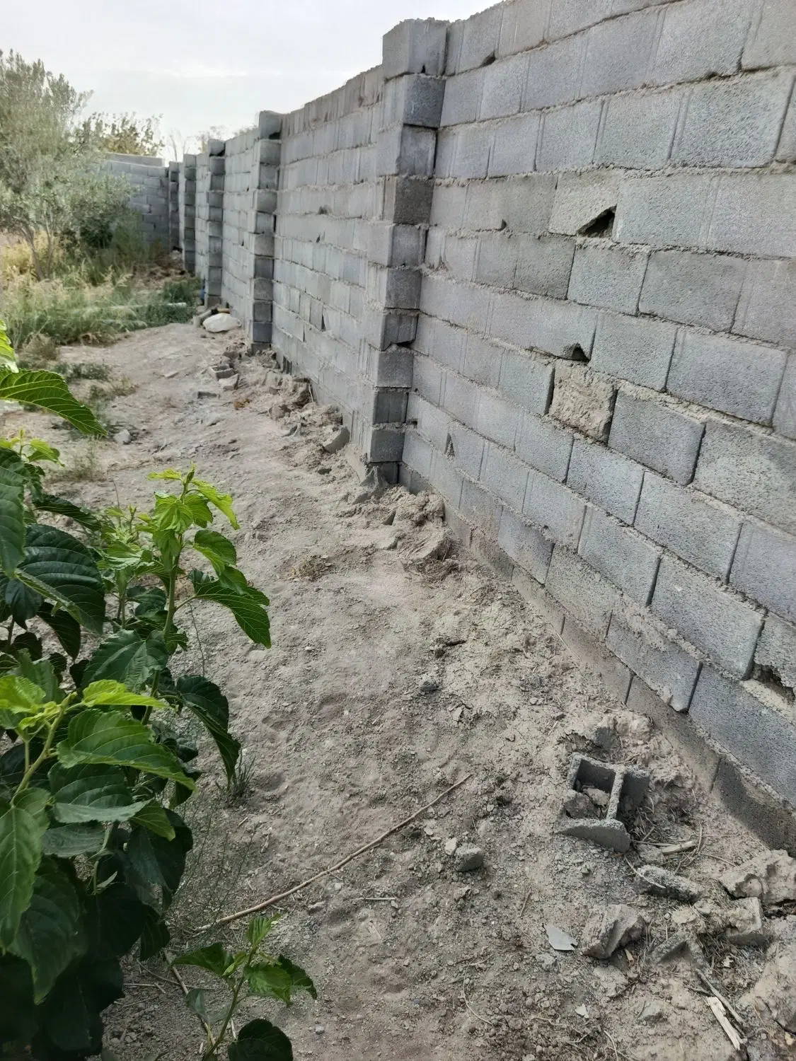 باغ با درختان زیر بار