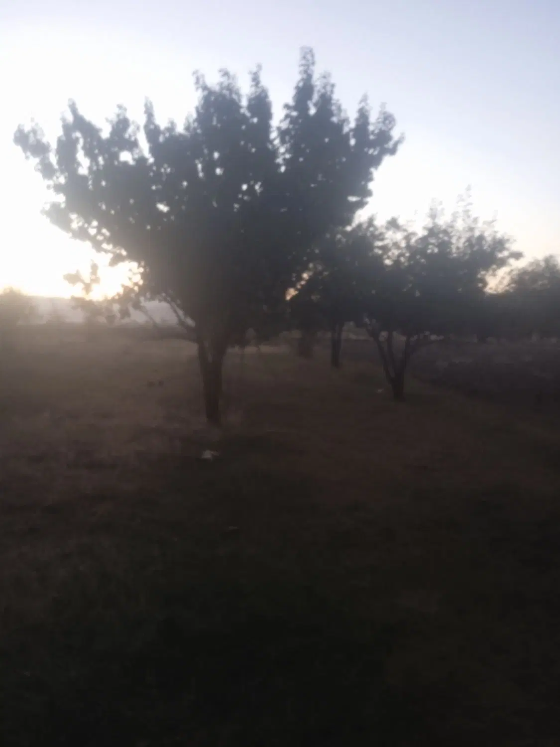 زمین وباغ