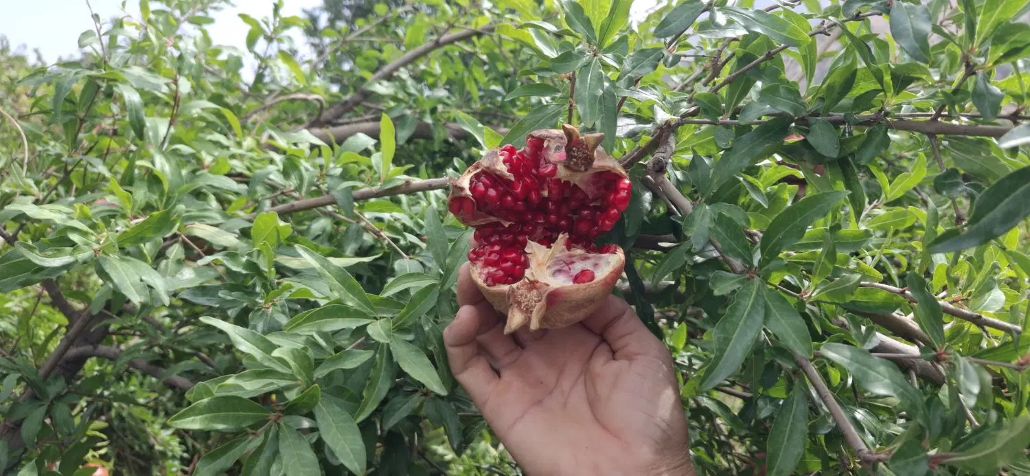فروش میوه باغ