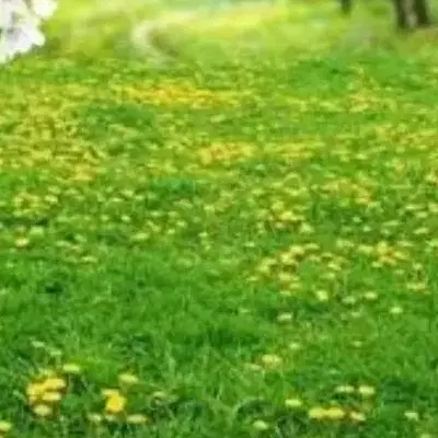زمین