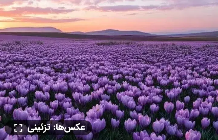 زمین زعفران نصفه کاری