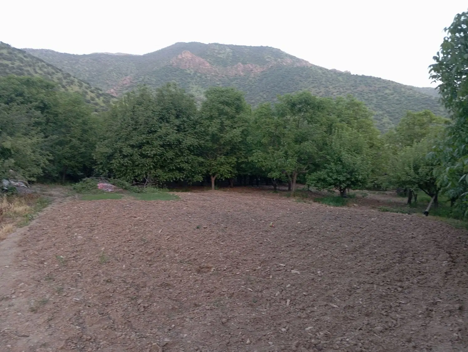باغ گیلاس