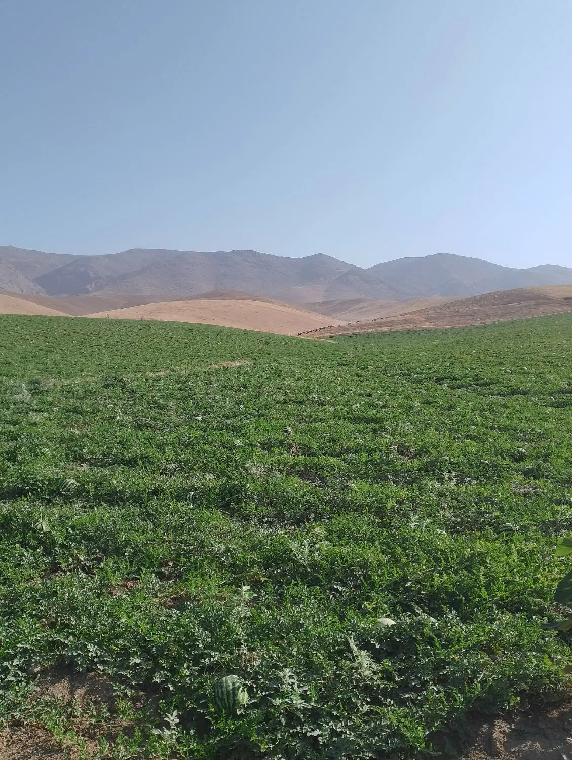 اجاره زمین کشاورزی
